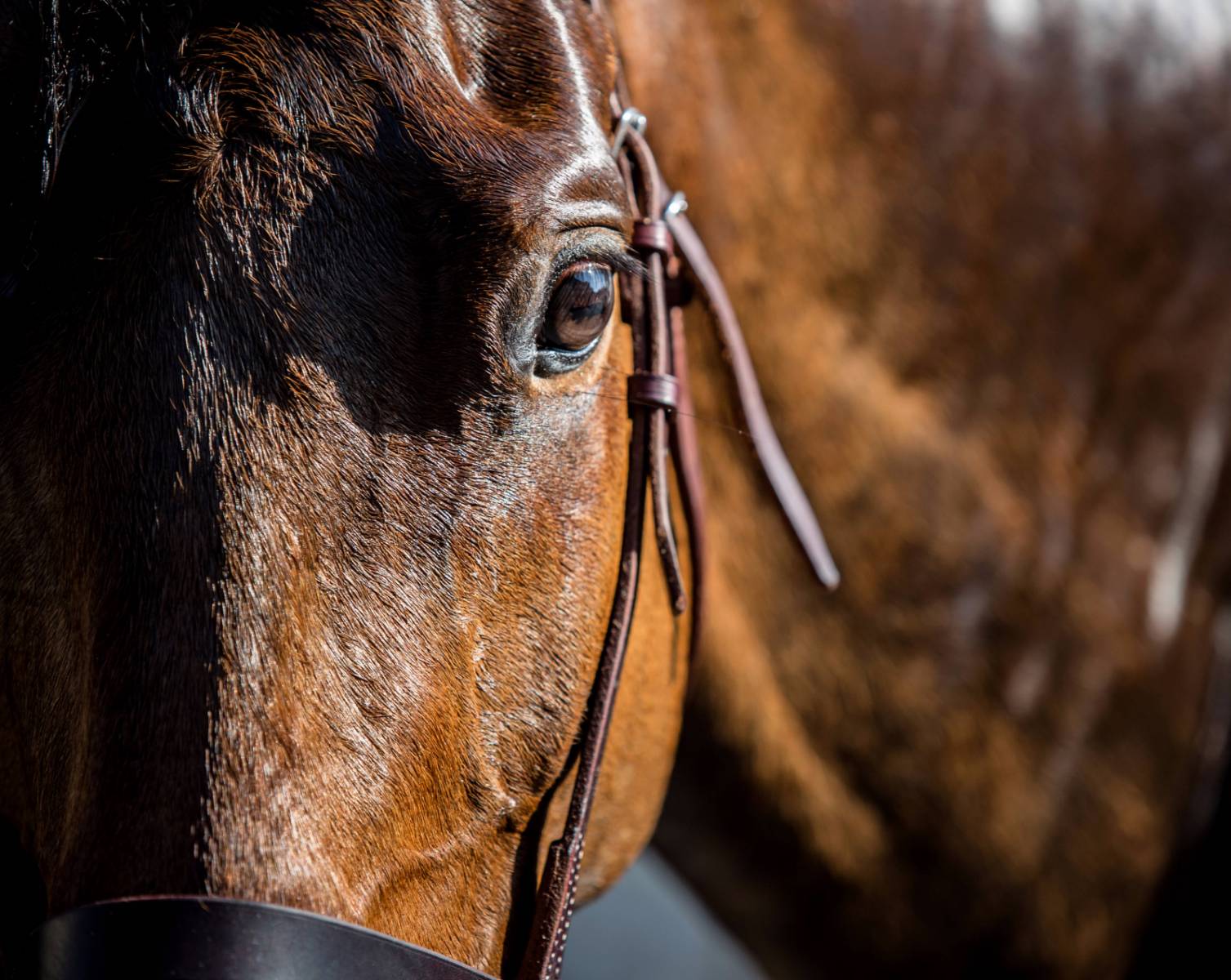 Longines World’s Best Racehorse