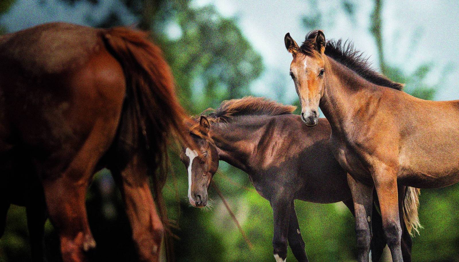 Longines World’s Best Racehorse